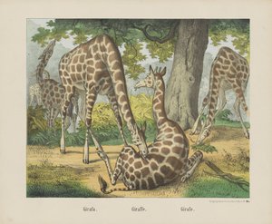 Giraffa da firma Joseph Scholz