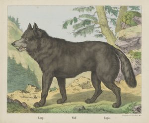 Lupo