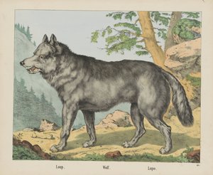Lupo