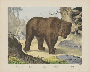 Orso da firma Joseph Scholz