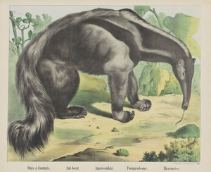 Ours à fourmis. / Ant-bear. / Ameisenbär. / Formicoleone. / Miereneter (titolo sull
