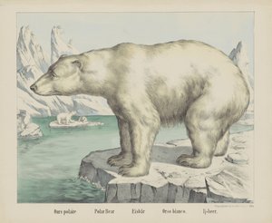 Orso polare da firma Joseph Scholz