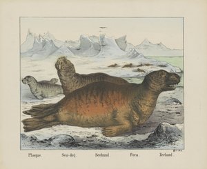 Foca