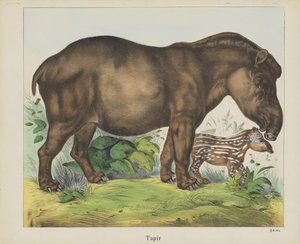 Tapir da firma Joseph Scholz