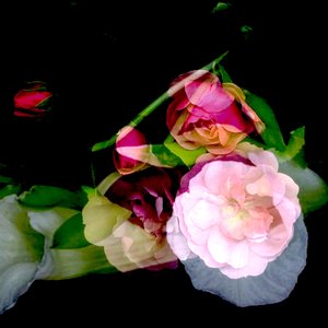 IL FIORE DI MIA MAMMA, 2017 (tecnica mista)