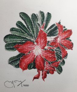 Fiore del deserto da miguelmendez_art.ve