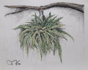 Pianta ornamentale - Felce