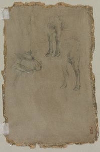 Studi di un Toro (verso)