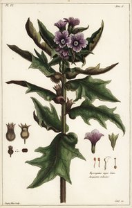 Giusquiamo nero, Hyoscyamus niger Linn