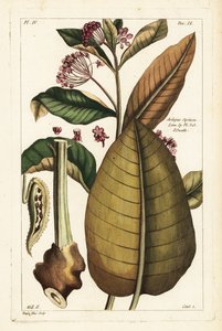 Asclepiade comune, Asclepias syriaca da the Younger Dupin