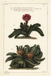 Pianta di corna di alce, Rhombophyllum dolabriforme (Mesembryanthemum dolabriforme)