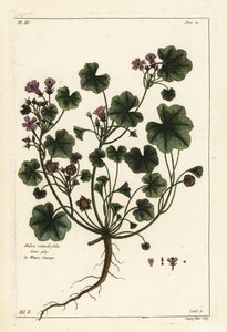 Malva comune o malva a foglie rotonde, Malva pusilla da the Younger Dupin