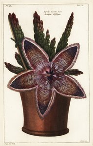 Fiore di stella marina, Stapelia hirsuta