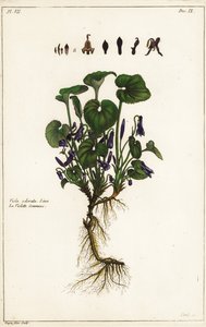 Viola odorata, Linn da the Younger Dupin