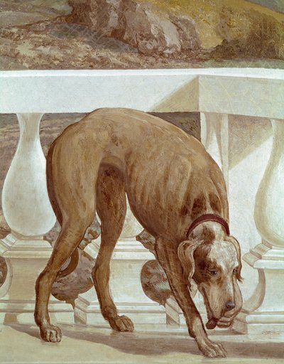 Cane su un balcone (dettaglio) da Veronese