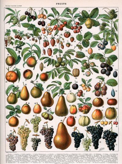 Illustrazione di varietà di frutta, c.1905-10 (litografia a colori) da (after) Alillot