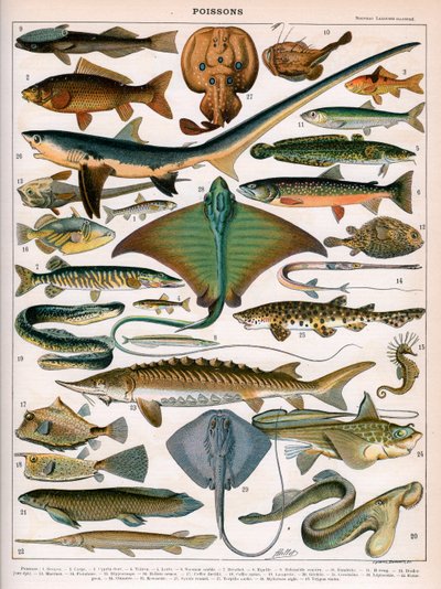 Illustrazione di pesci oceanici, c.1905-10 da (after) Alillot