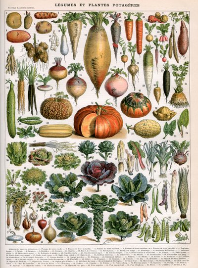 Illustrazione di varietà vegetali, c.1905-10 da (after) Alillot