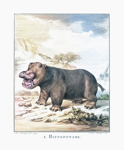 Un ippopotamo (Hippopotamus amphibius) da (after) Dutch School