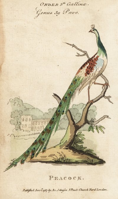 Pavone indiano, Pavo cristatus da (after) English School