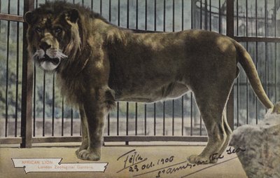 Leone Africano, Giardini Zoologici di Londra da (after) English photographer