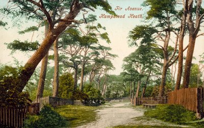 Viale dei pini, Hampstead Heath da (after) English photographer