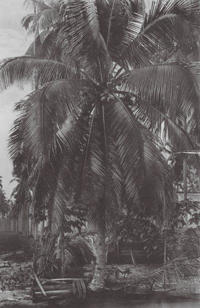 Singapore: Albero di cocco da (after) English photographer