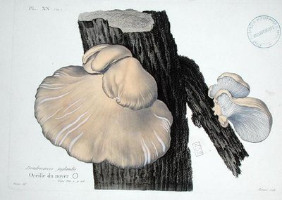 Dendrosarcos juglandis, tavola 20 da 