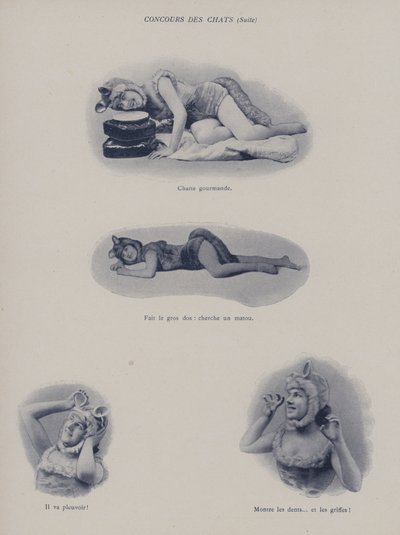 Concorso di Gatti da (after) French Photographer