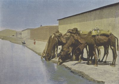 Cammelli al bordo del fiume da (after) French Photographer