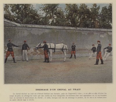 Addestramento di un Cavallo da Tiro (foto colorata) da (after) French Photographer