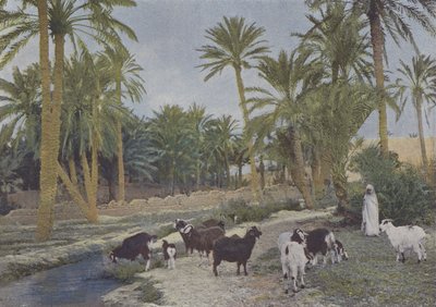 Oasi in Algeria da (after) French Photographer