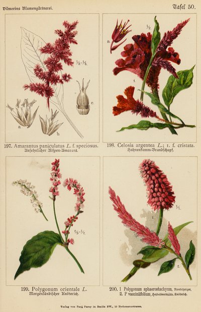 Amarantus Paniculatus, Celosia Argentea, Polygonum Orientale, Polygonum Sphaerostachyum, Polygonum Vacciniifolium da (after) German School