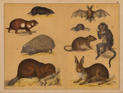 Animali da (after) German School