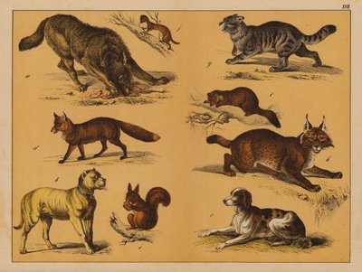Animali da (after) German School