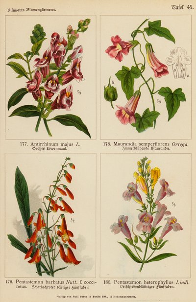 Antirrhinum Majus, Maurandia Semperflorens, Pentastemon Barbatus, Pentastemon Heterophyllus da (after) German School