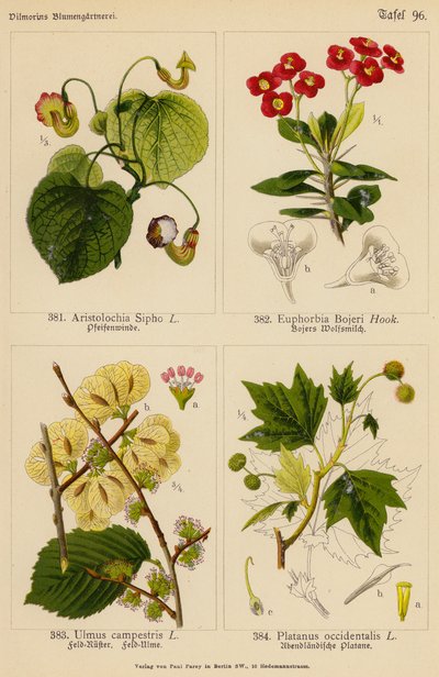Aristolochia Sipho, Euphorbia Bojeri, Ulmus Campestris, Platanus Occidentalis da (after) German School