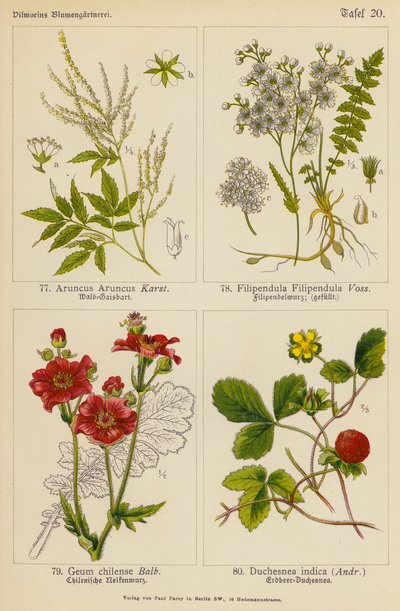 Aruncus Aruncus, Filipendula Filipendula, Geum Chilense, Duchesnea Indica da (after) German School