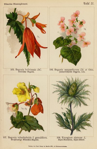 Begonia Boliviensis, Begonia Semperflorens, Begonia Tuberhybrida, Eryngium Alpinum (litografia a colori) da (after) German School