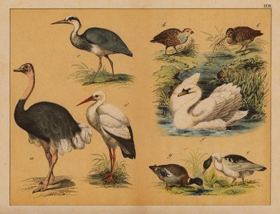 Uccelli (litografia a colori) da (after) German School