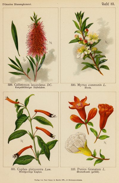 Callistemon Lanceolatus, Myrtus Communis, Cuphea Platycentra, Punica Granatum da (after) German School