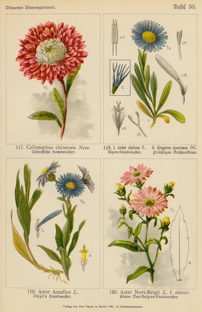 Callistephus Chinensis, Aster Alpinus, Erigeron Speciosus, Aster Amellus, Aster Novi-Belgii da (after) German School
