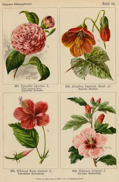 Camellia Japonica, Abutilon Darwinii, Hibiscus Rosa Sinensis, Hibiscus Syriacus da (after) German School