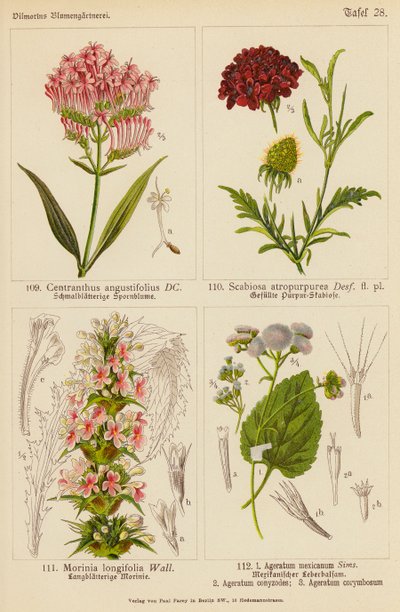Centranthus Angustifolius, Scabiosa Atropurpurea, Morinia Longifolia, Ageratum Mexicanum, Ageratum Conyzodes, Ageratum Corymbosum da (after) German School