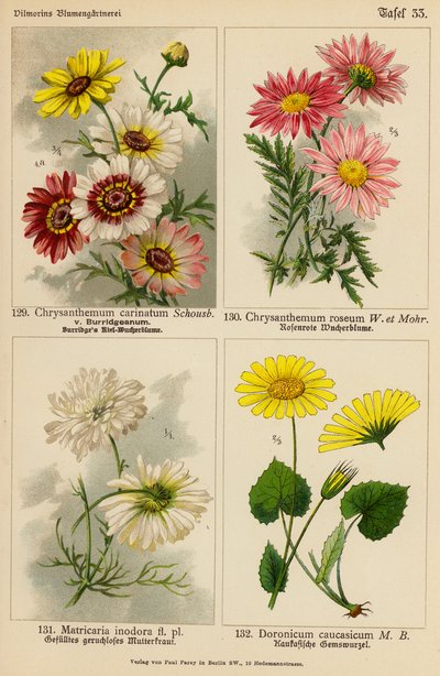 Crisantemo Carinatum, Crisantemo Roseum, Matricaria Inodora, Doronicum Caucasicum da (after) German School