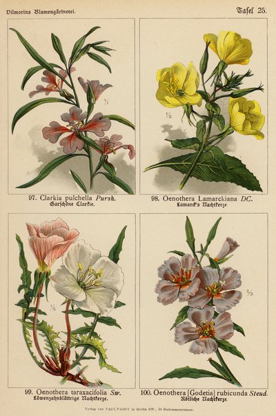 Clarkia Pulchella, Oenothera Lamarckiana, Oenothera Taraxacifolia, Oenothera (Godetia) Rubicunda da (after) German School