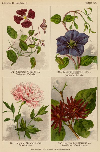 Clematis Viticella, Clematis Lanuginosa, Paeonia Moutan Sims, Calycanthus Floridus da (after) German School
