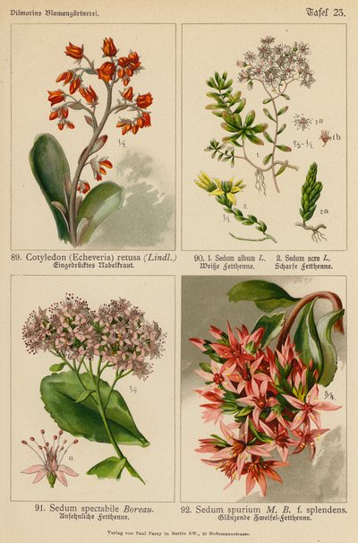 Cotyledon (Echeveria) Retusa, Sedum Album, Sedum Acre, Sedum Spectabile, Sedum Spurium da (after) German School