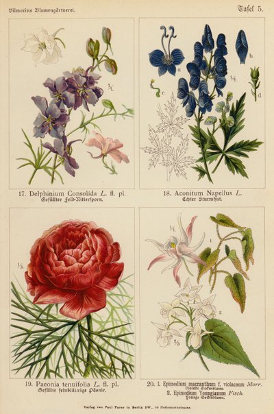 Delphinium Consolida, Aconitum Napellus, Paeonia Tenuifolia, Epimedium Macranthum F Violaceum, Epimedium Youngianum da (after) German School