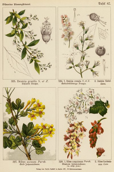 Deutzia Gracilis, Deutzia Crenata, Deutzia Sieboldiana, Ribes Aureum, Ribes Sanguineum, Ribes Gordonianum da (after) German School
